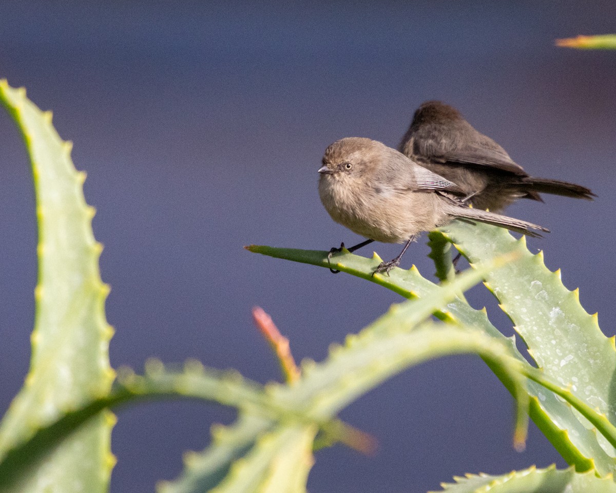 Bushtit - ML625162957