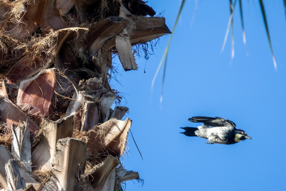Acorn Woodpecker - ML625162966