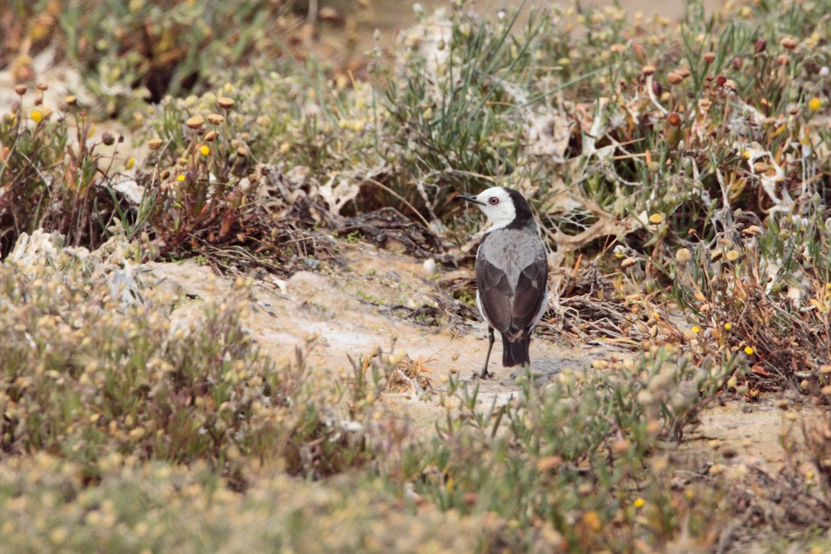 White-fronted Chat - Geoff Malosh