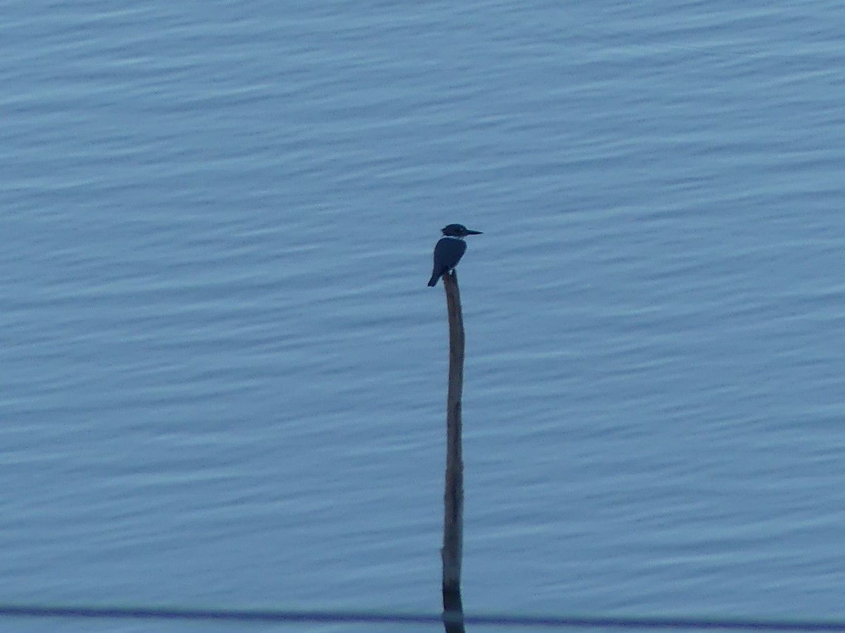 Belted Kingfisher - ML625163000