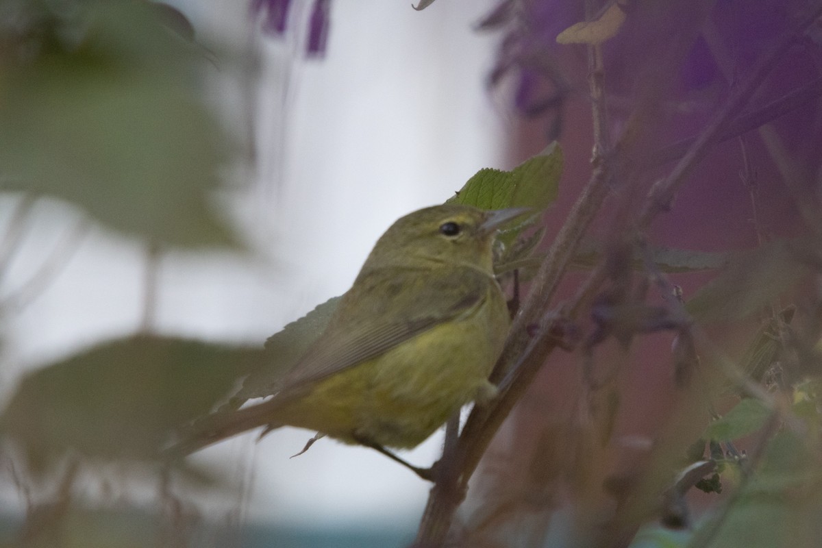 Orange-crowned Warbler - ML625163050