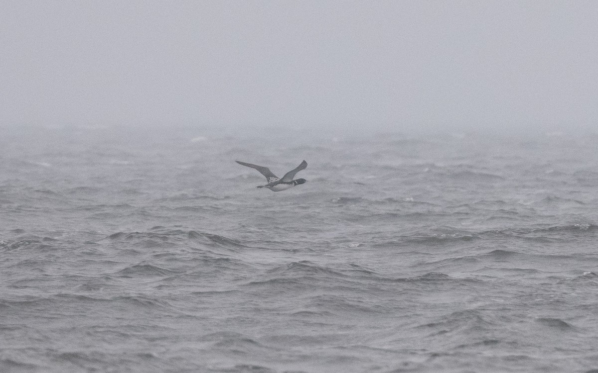 Yellow-billed Loon - ML625163061