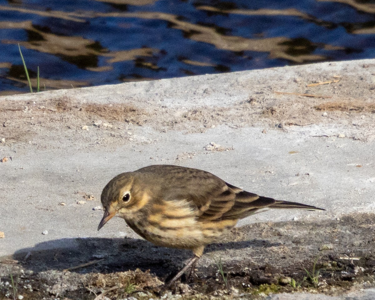 American Pipit - ML625163172