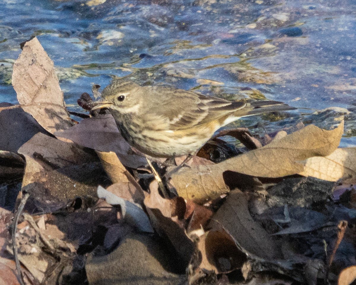American Pipit - ML625163173