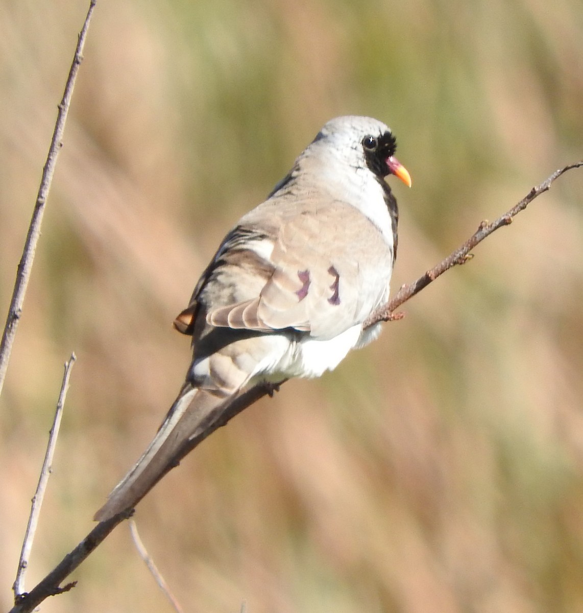 Namaqua Dove - ML625163247