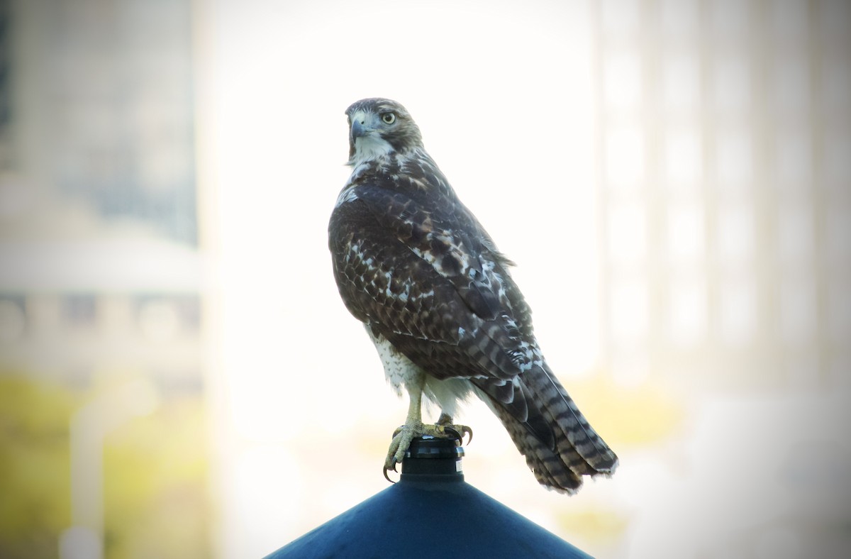 Red-tailed Hawk - ML625163259