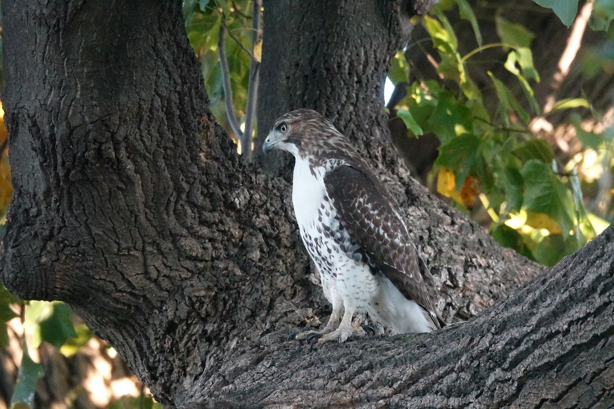 Red-tailed Hawk - ML625163264