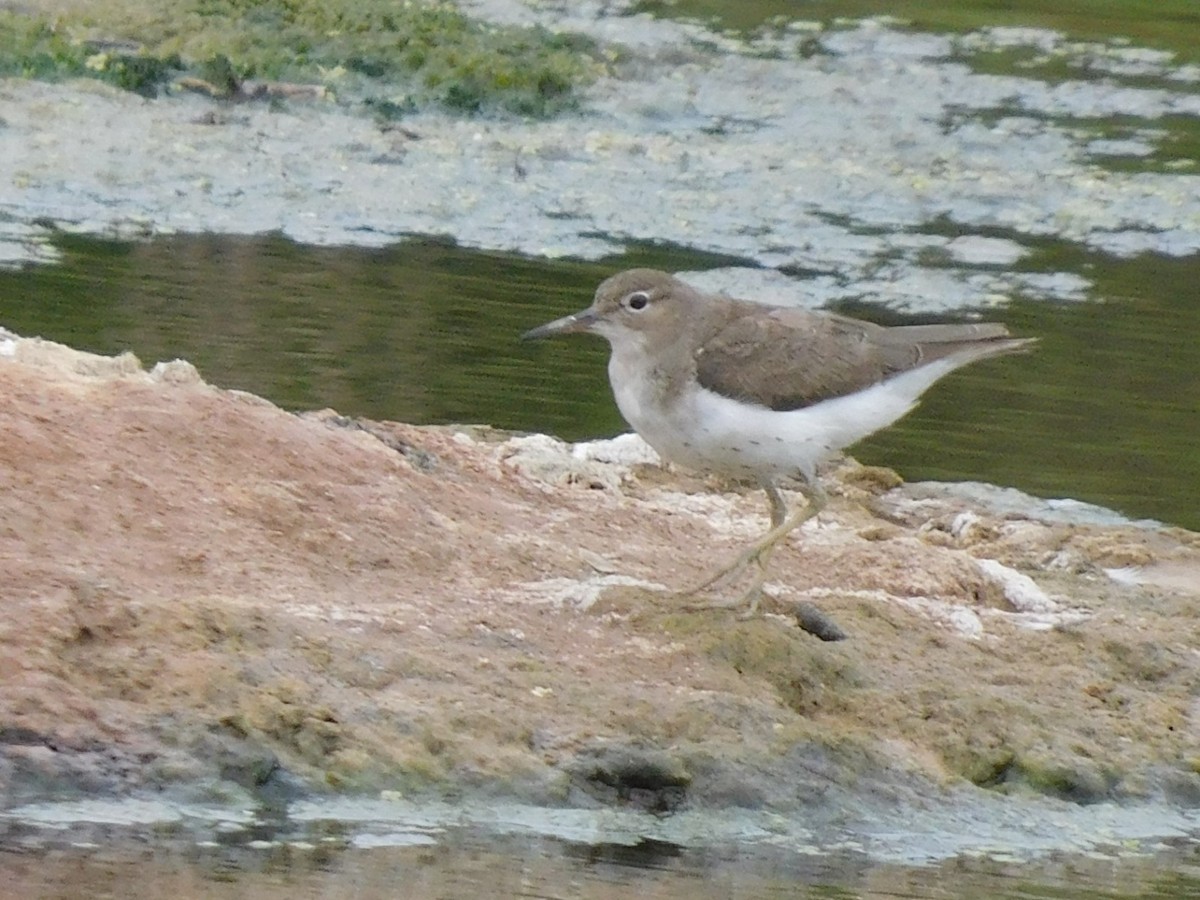 Spotted Sandpiper - Pajareritos argentinos