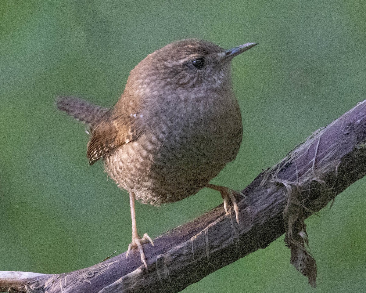 Winter Wren - ML625163371