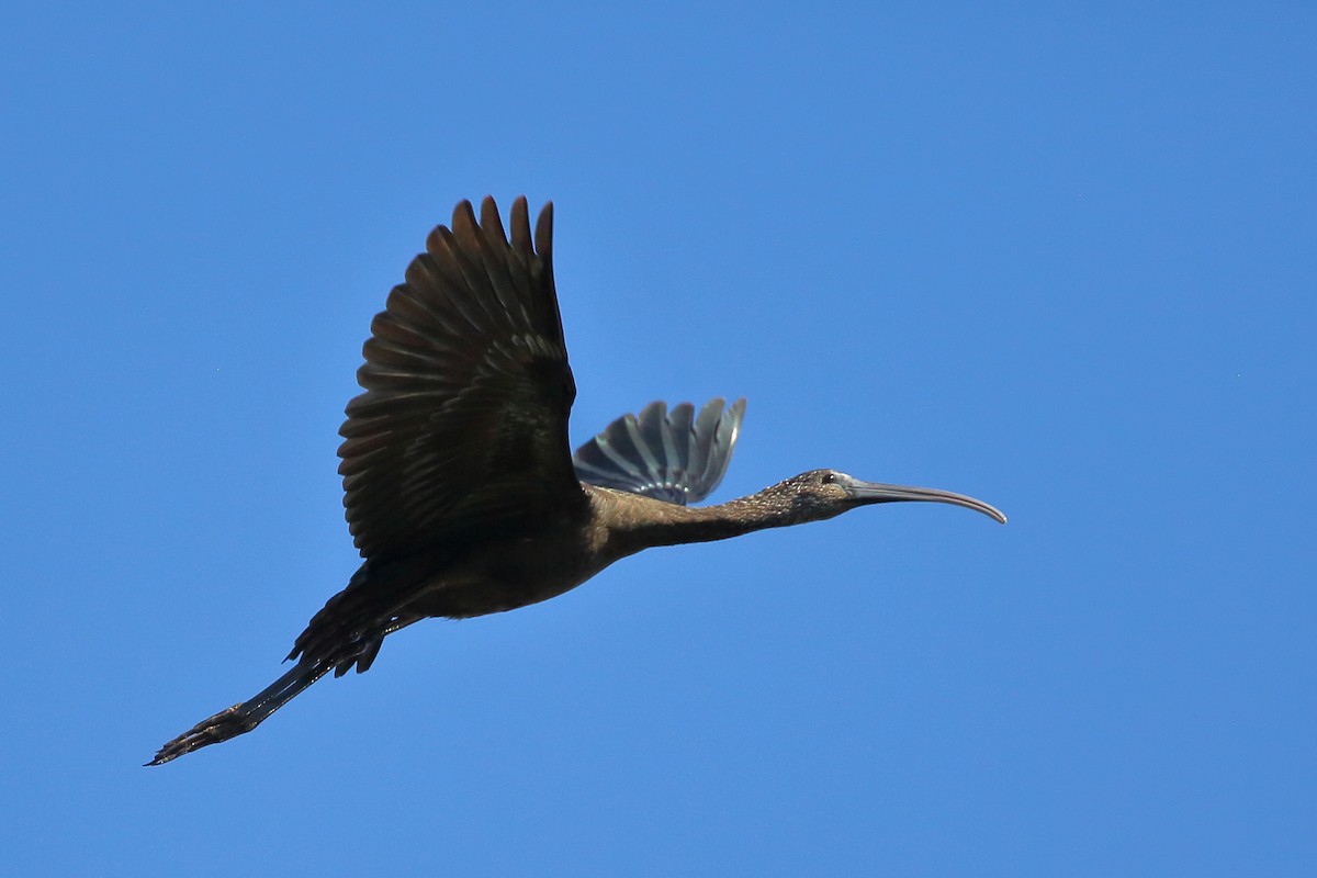 Glossy Ibis - Bruce Robinson