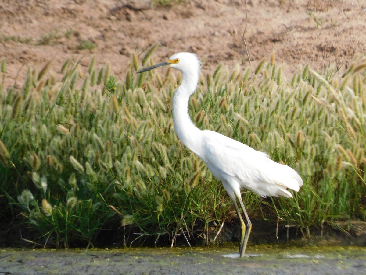 Snowy Egret - Pajareritos argentinos