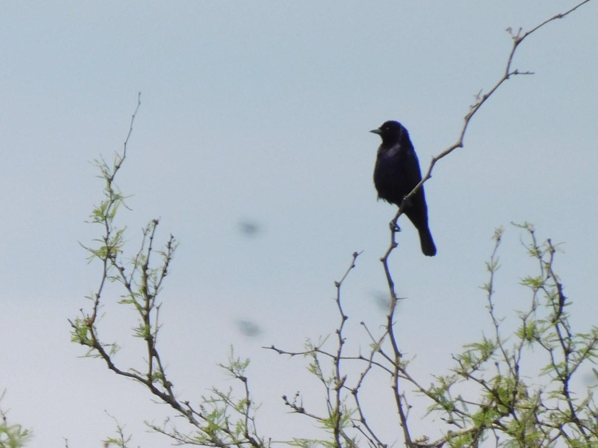 Shiny Cowbird - Pajareritos argentinos