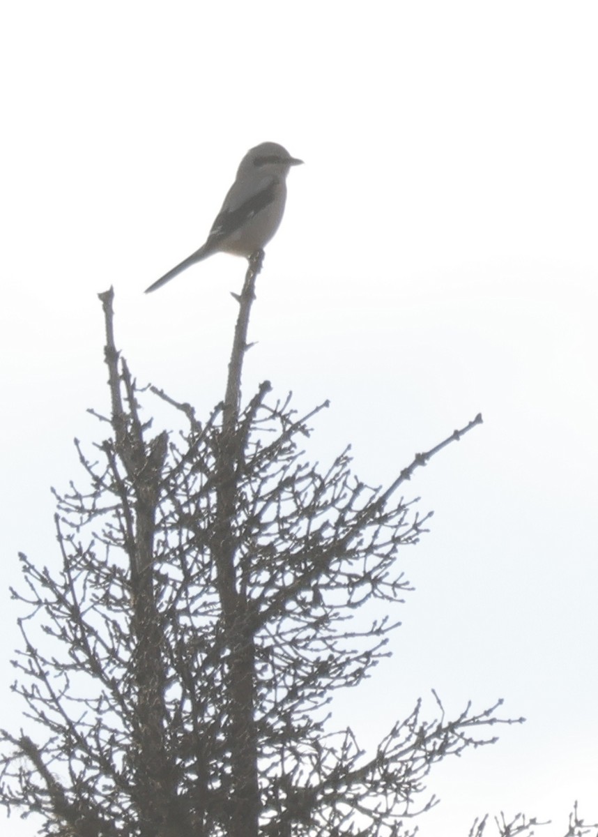 Northern Shrike - ML625163836