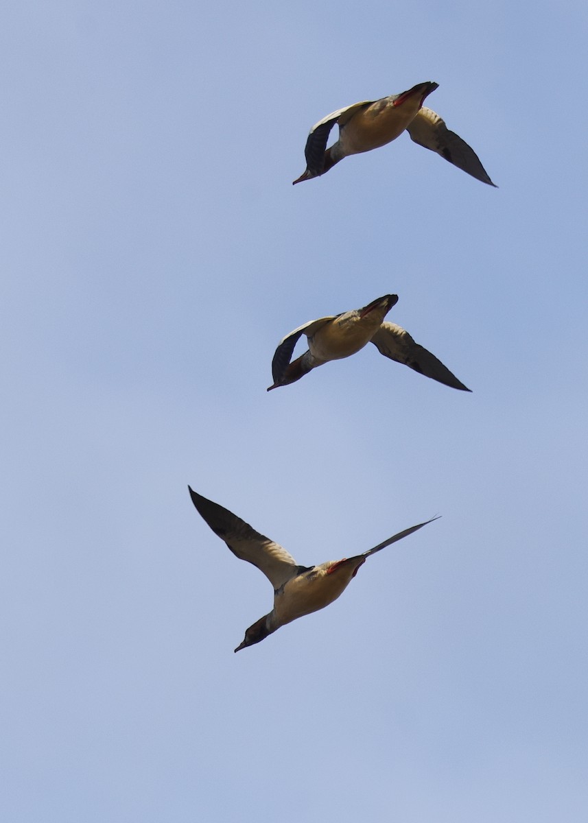 Common Merganser (North American) - ML625163886