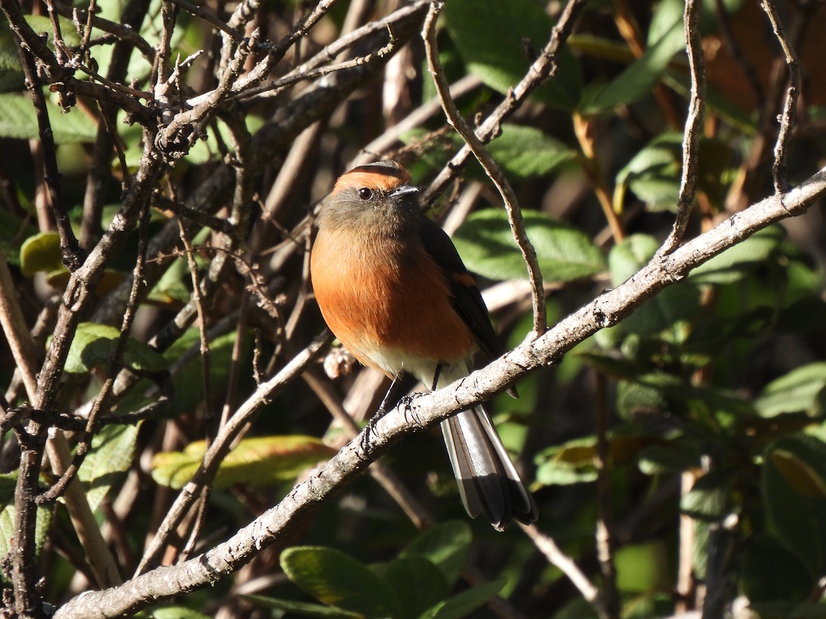 Rufous-browed Chat-Tyrant - ML625163964
