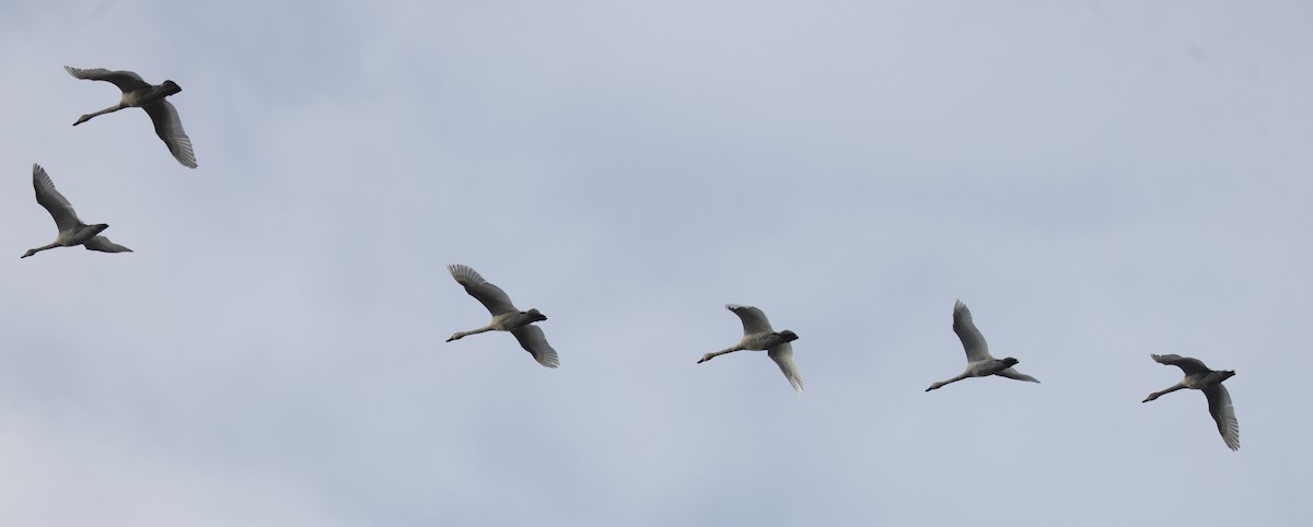 labuť malá (ssp. columbianus) - ML625163965