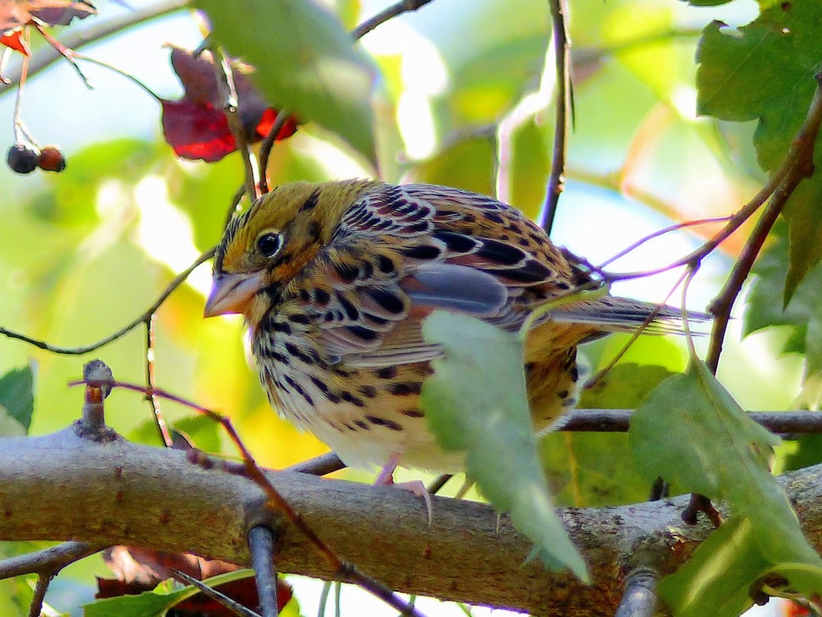 Henslow's Sparrow - ML625164065