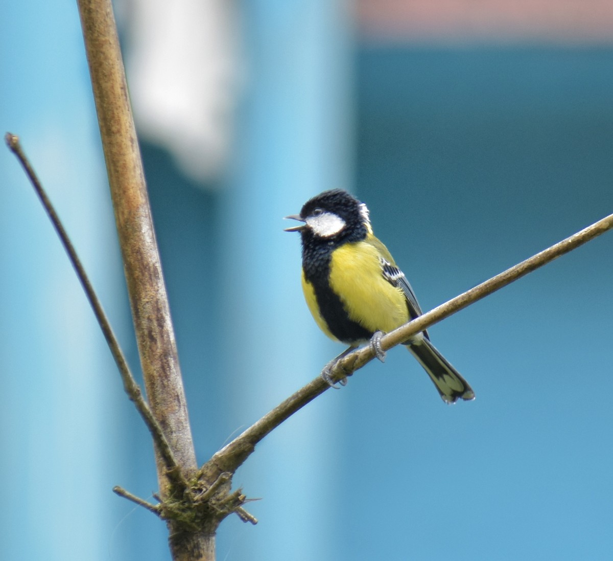 Green-backed Tit - Avinoj Roy