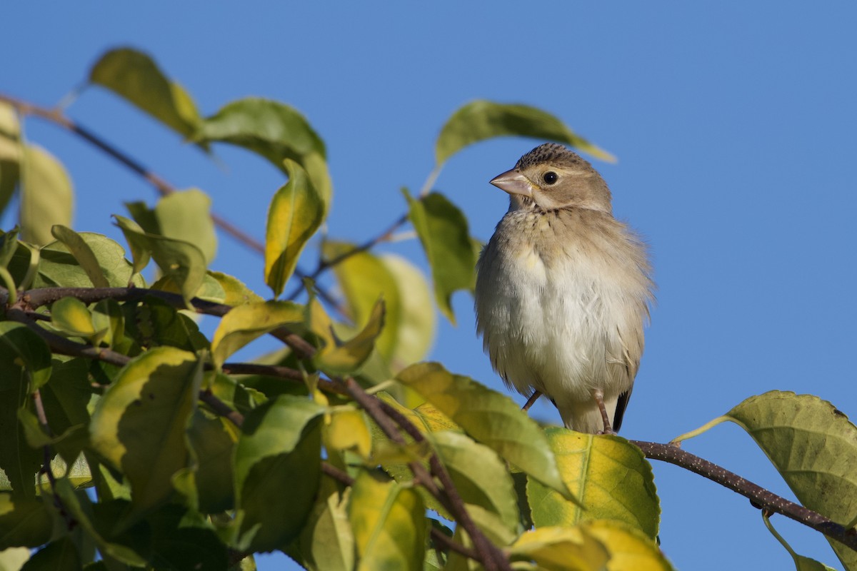 Dickcissel d'Amérique - ML625164115