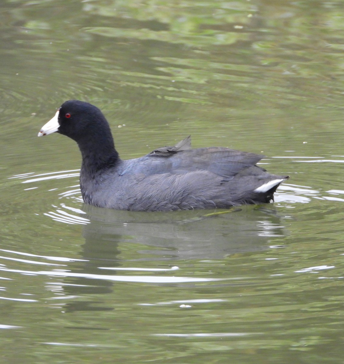 American Coot - ML625164118