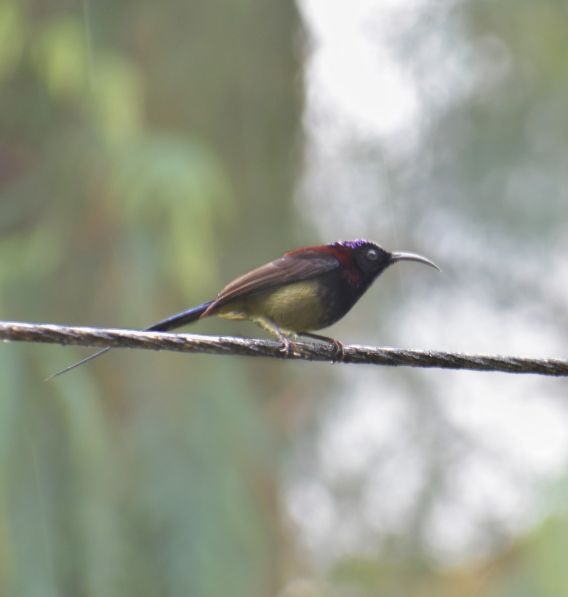 Schwarzkehl-Nektarvogel - ML625164150