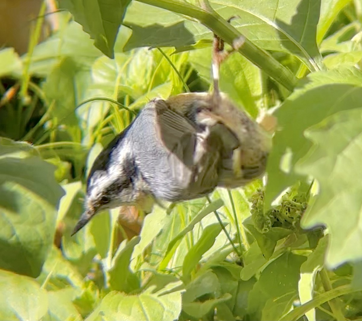 Red-breasted Nuthatch - ML625164182