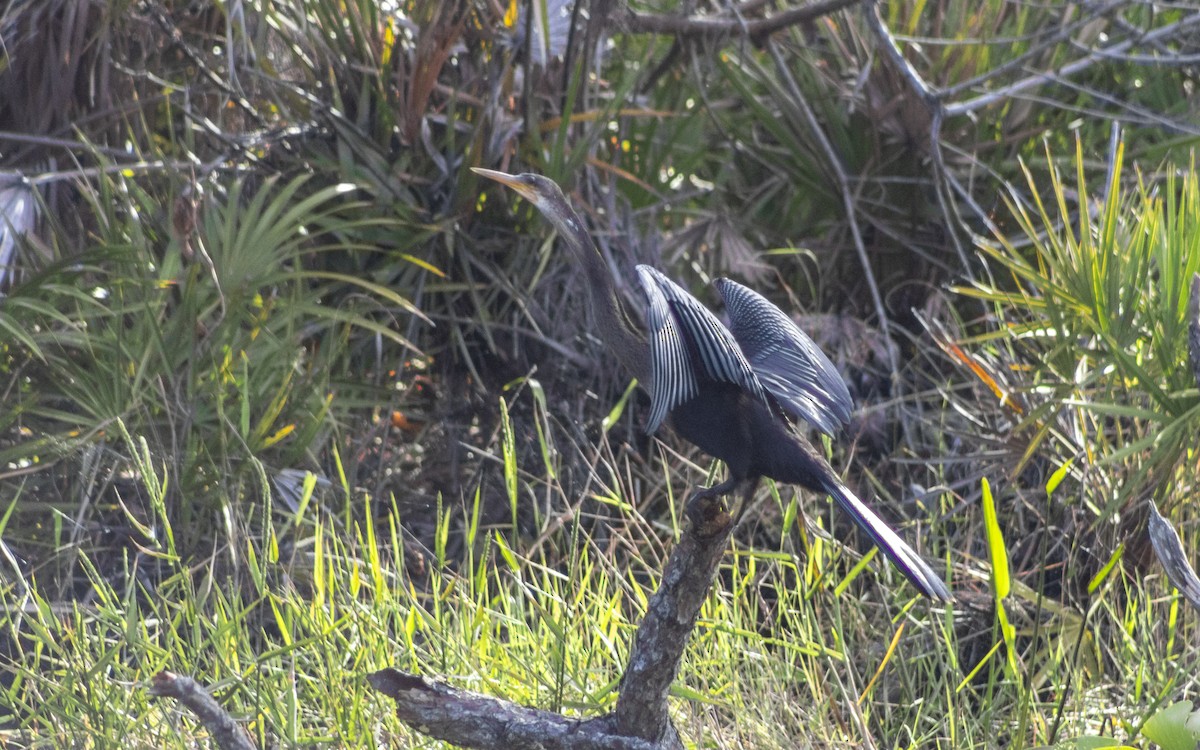 アメリカヘビウ - ML625164201