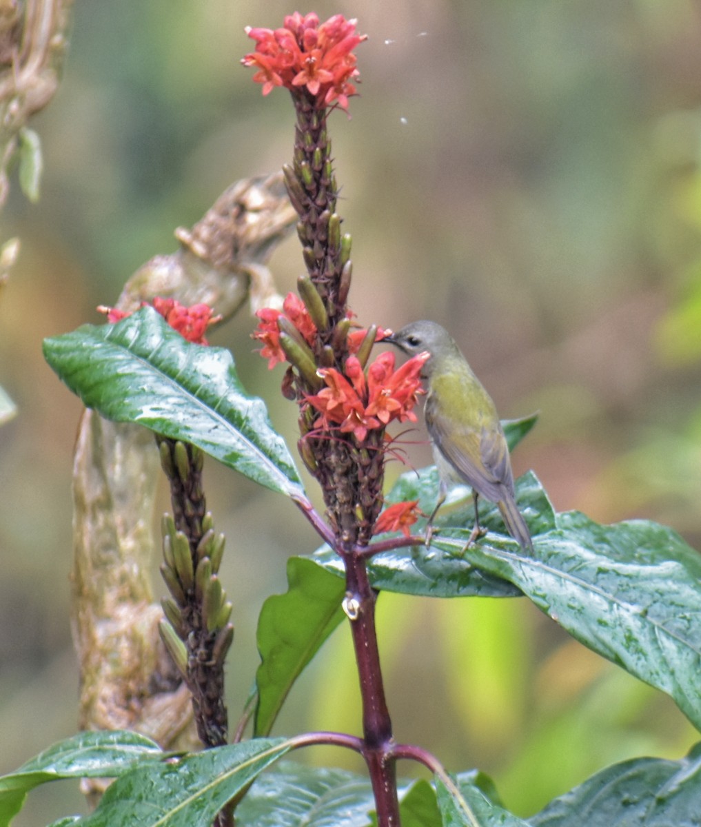 Schwarzkehl-Nektarvogel - ML625164212