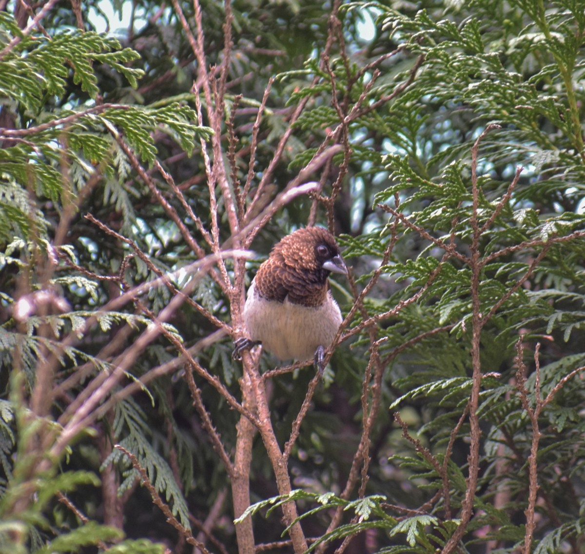 Spitzschwanz-Bronzemännchen - ML625164235