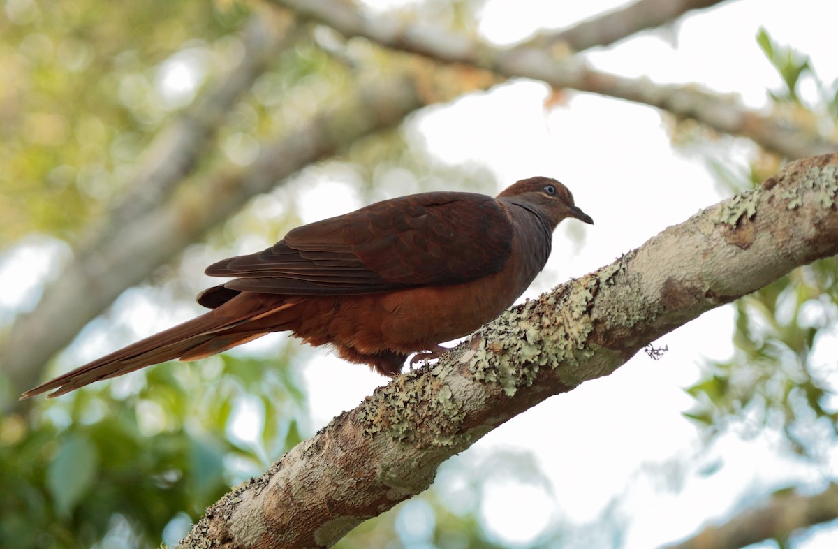 Brown Cuckoo-Dove - ML625164248