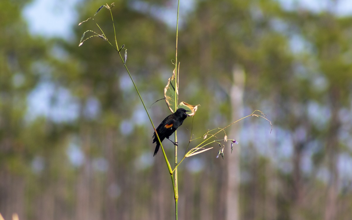 Red-winged Blackbird - ML625164291