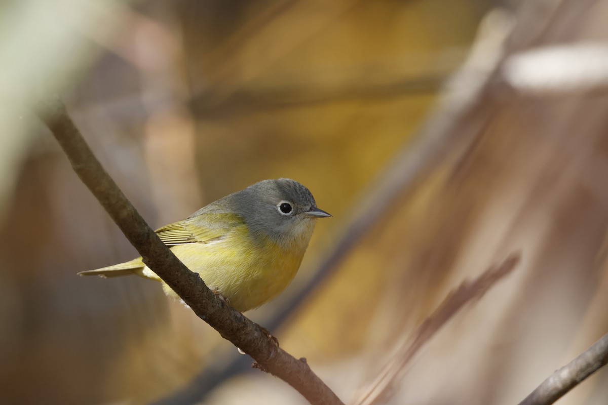 Nashville Warbler - Larry Therrien