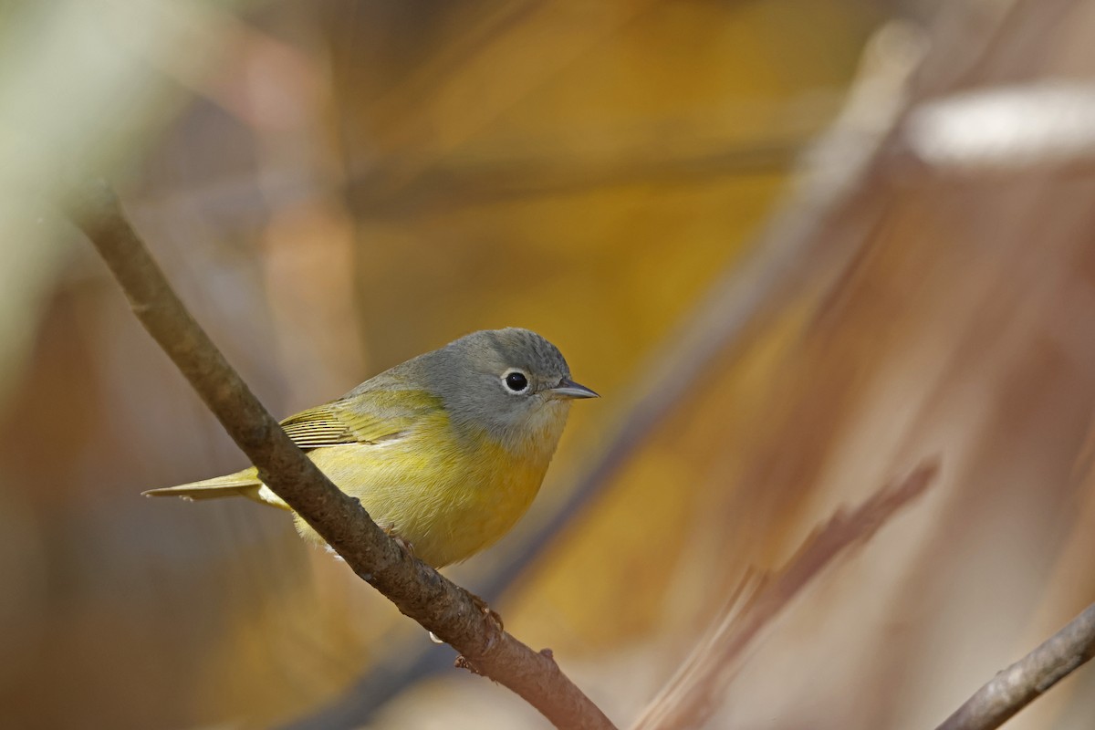 Nashville Warbler - ML625164386