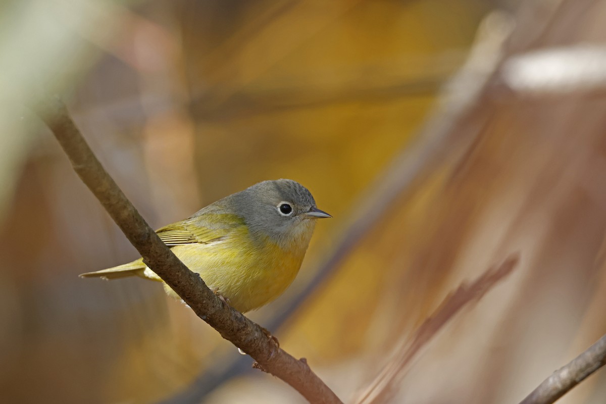 Nashville Warbler - ML625164387