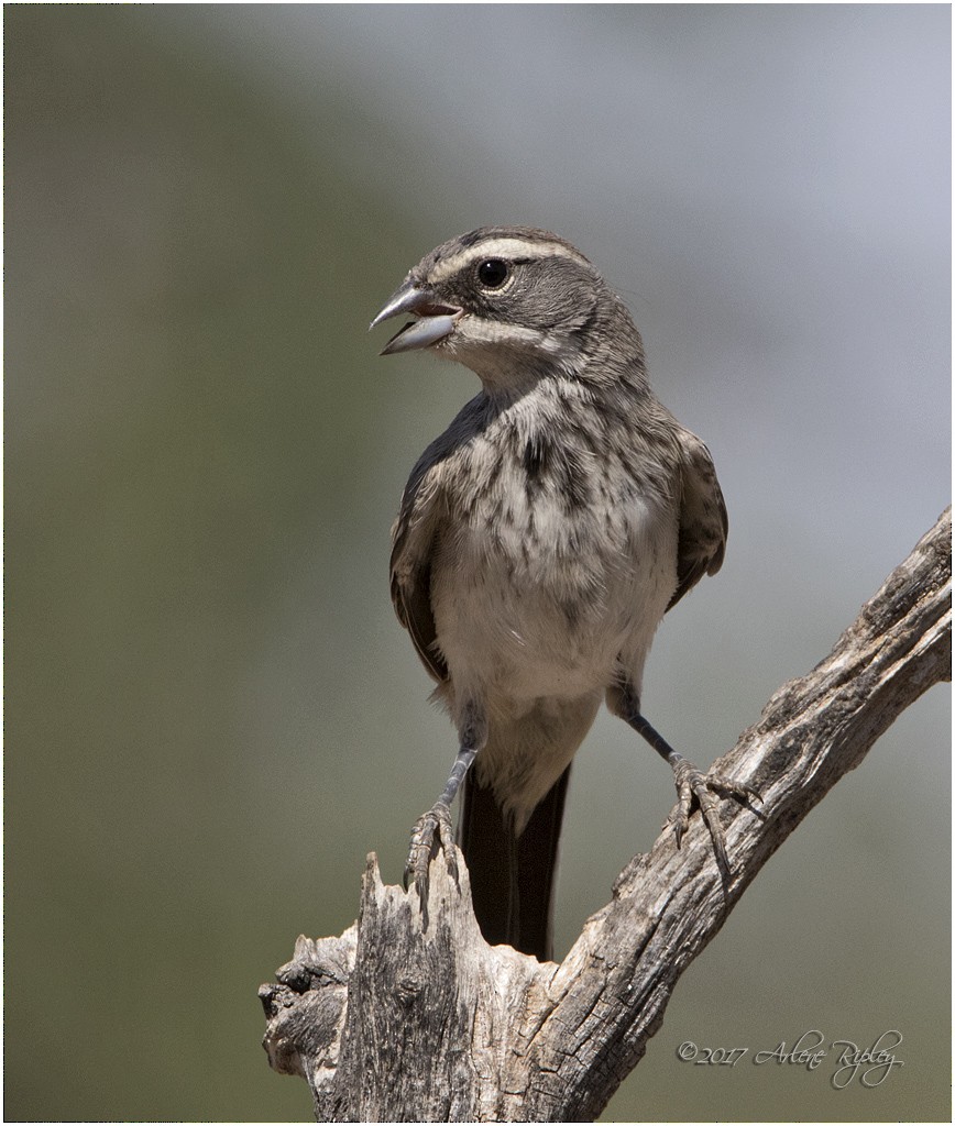 Black-throated Sparrow - Arlene Ripley