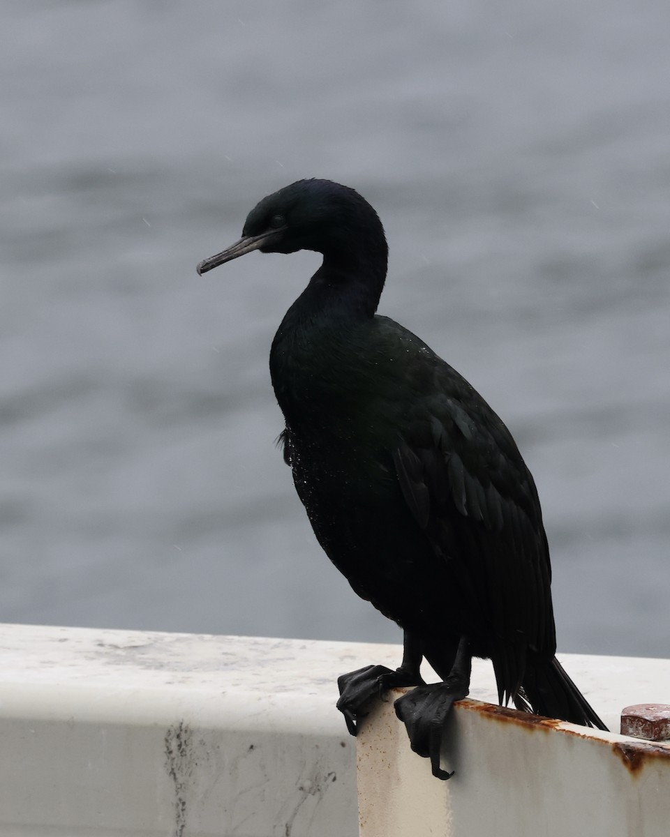 Pelagic Cormorant - ML625164478