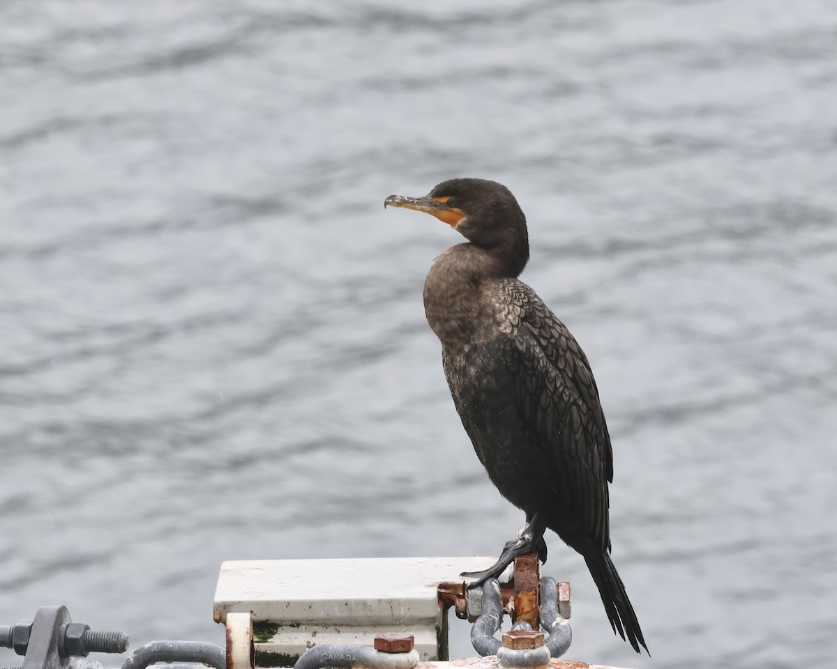 Double-crested Cormorant - ML625164492