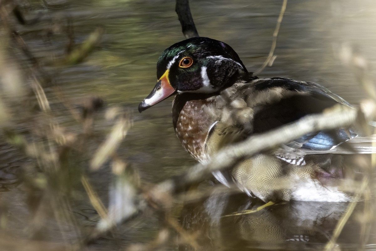 Wood Duck - ML625164498
