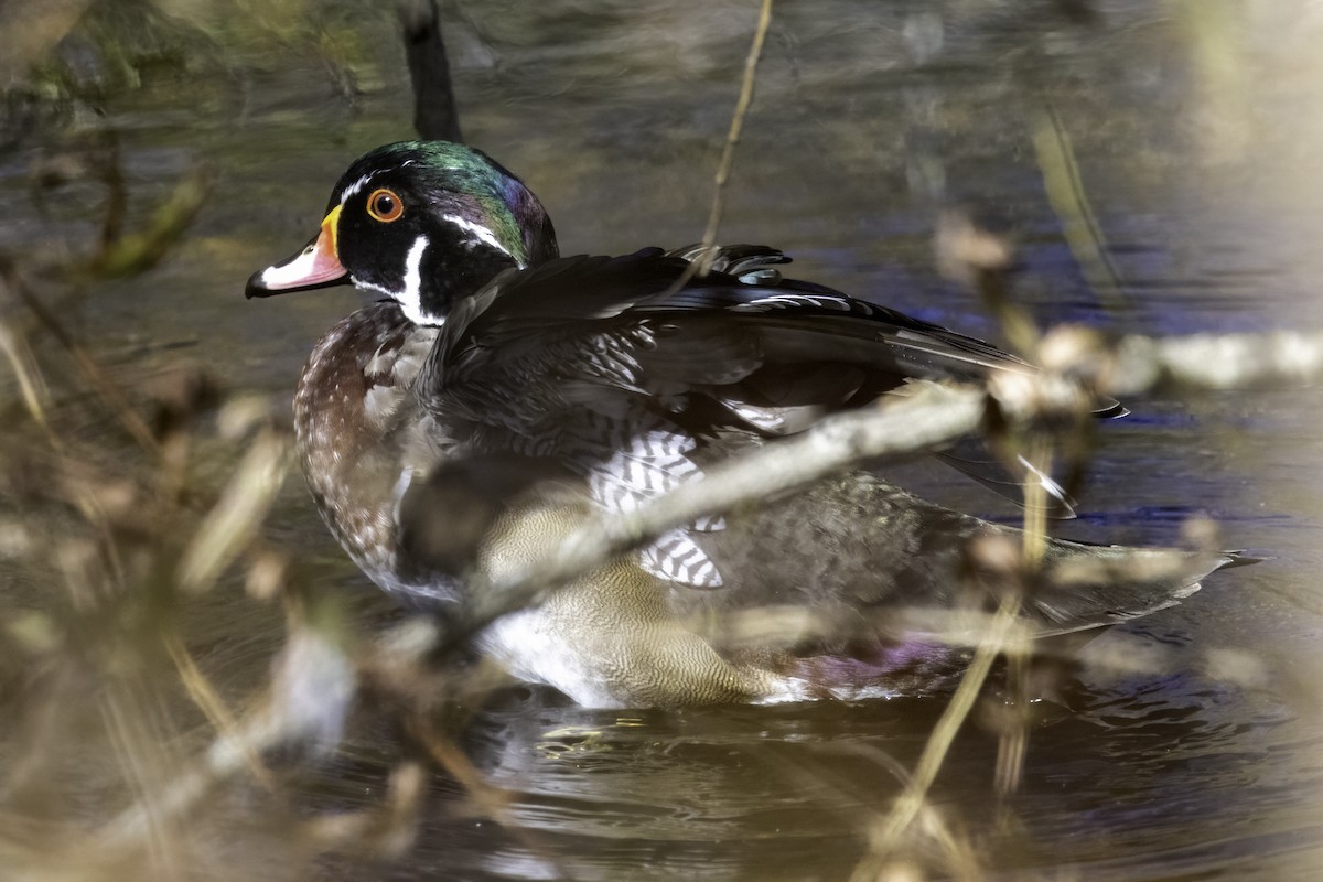 Wood Duck - ML625164499