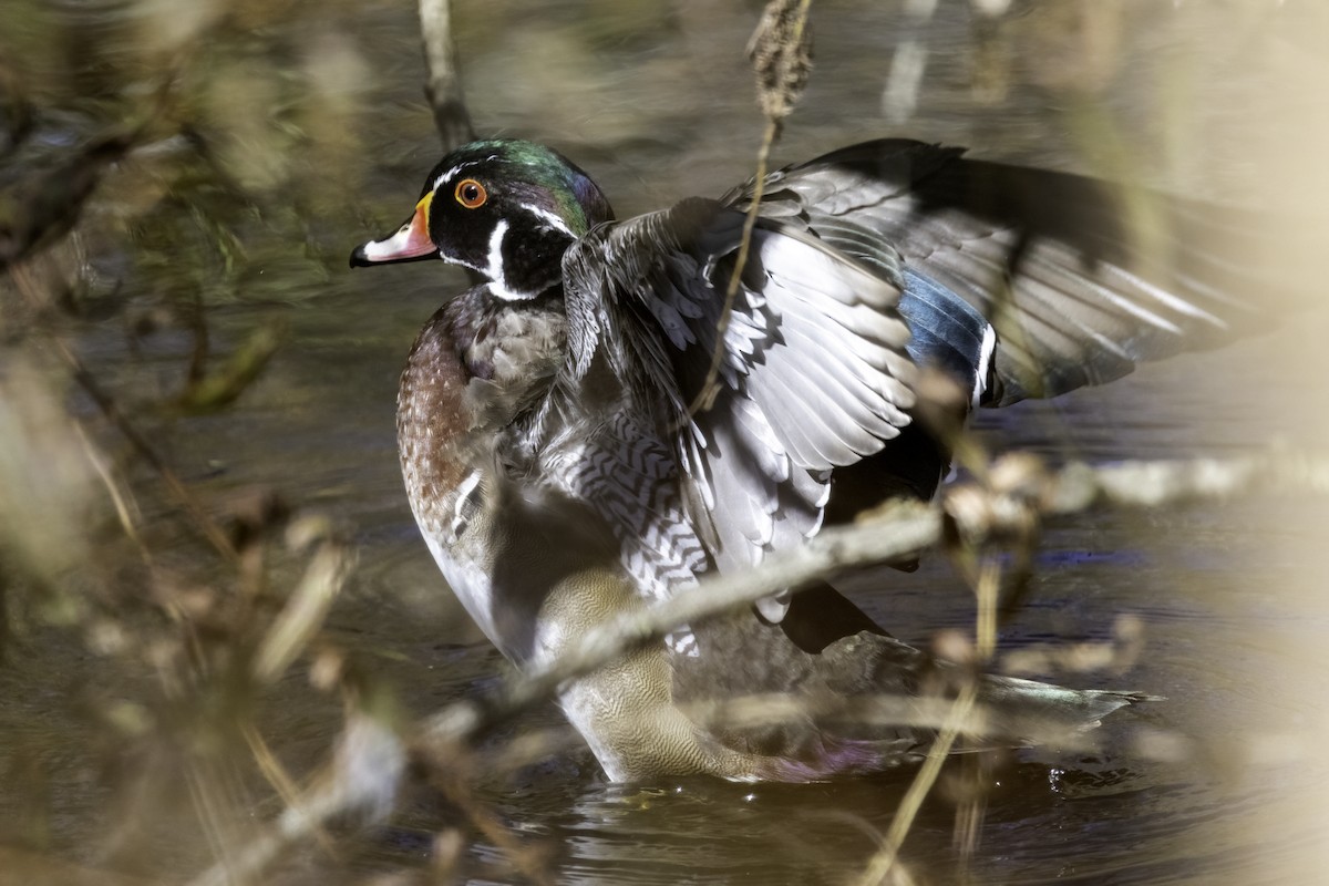 Wood Duck - ML625164500