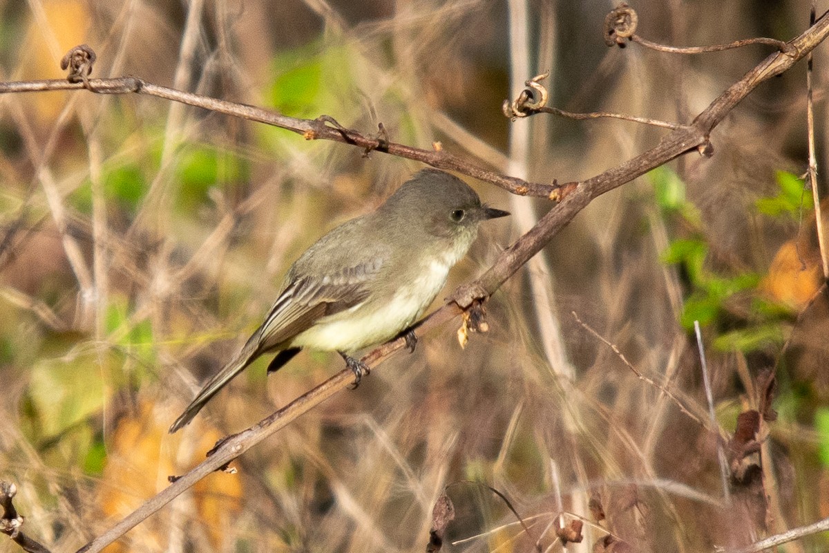 Eastern Phoebe - ML625164546