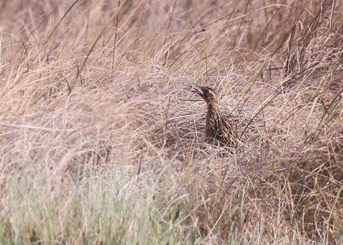 クロスジツメナガタヒバリ - ML625164547