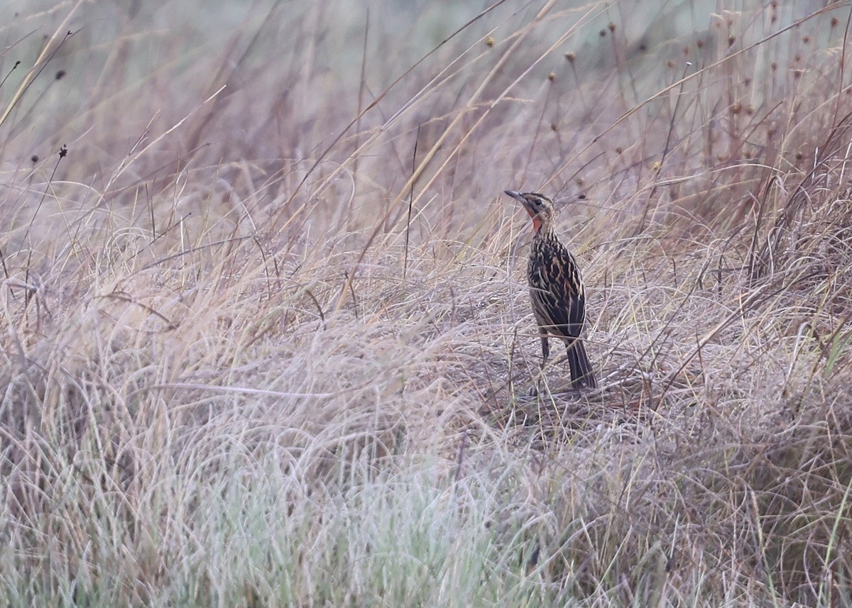 クロスジツメナガタヒバリ - ML625164548
