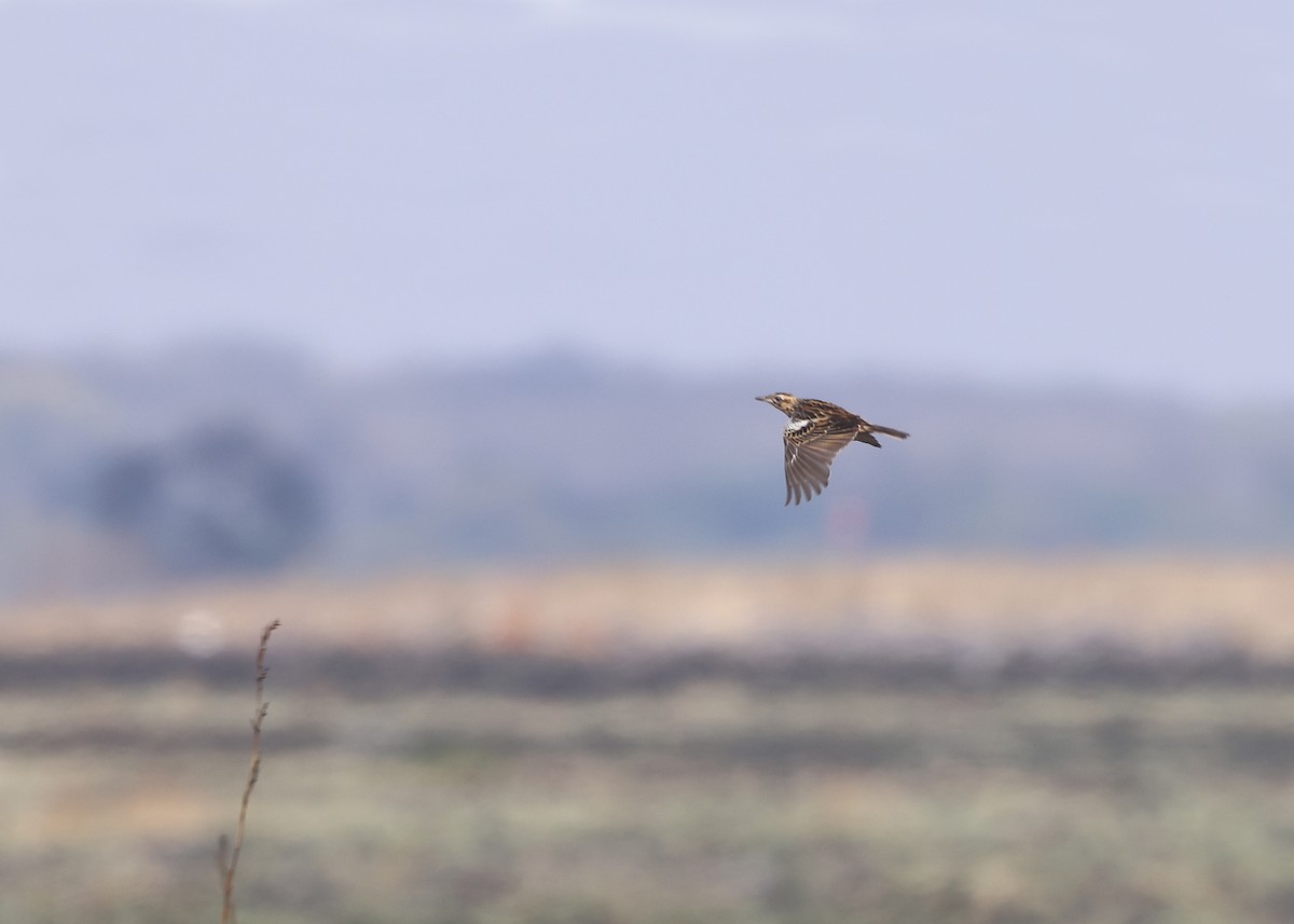 クロスジツメナガタヒバリ - ML625164549