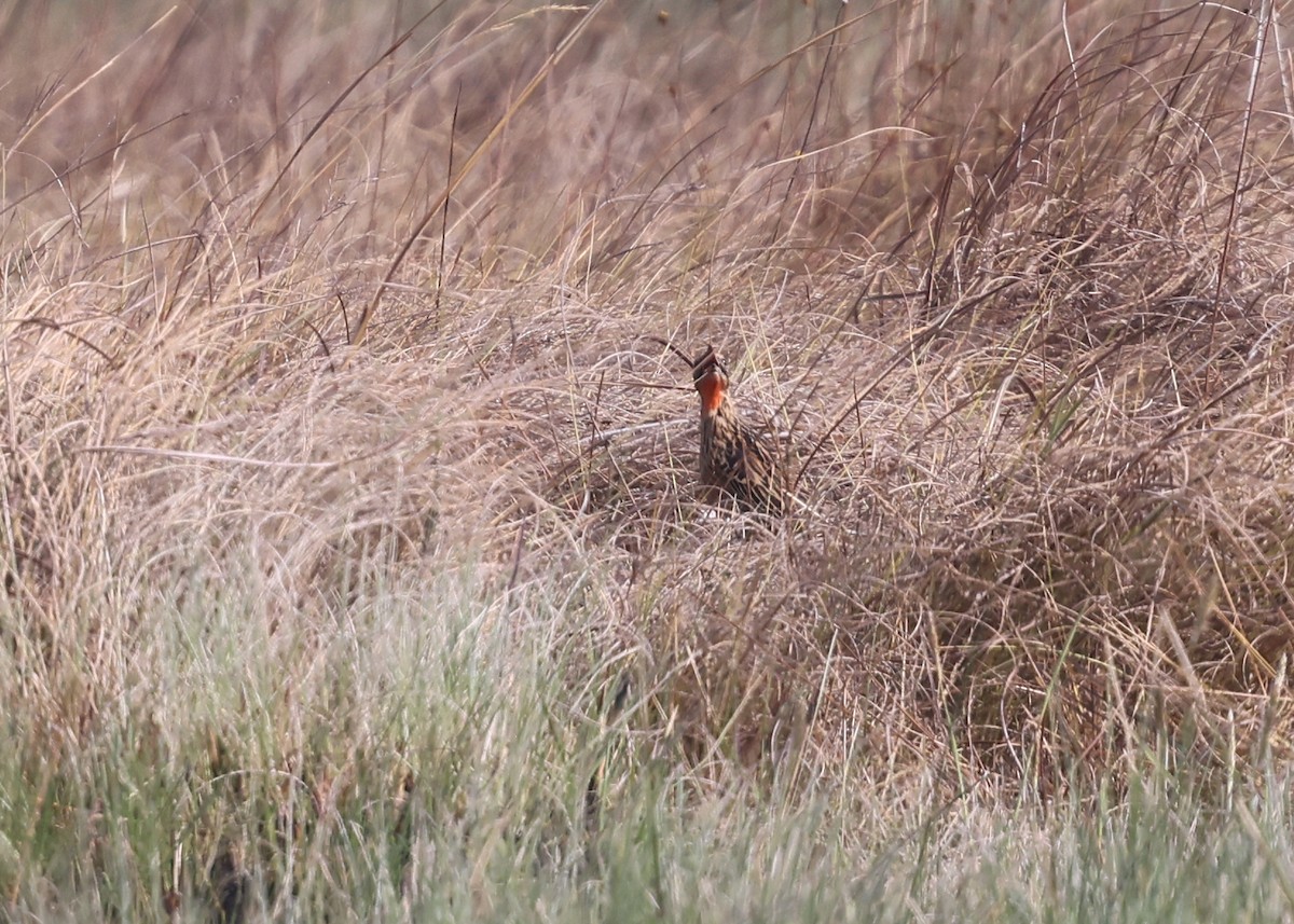 クロスジツメナガタヒバリ - ML625164550