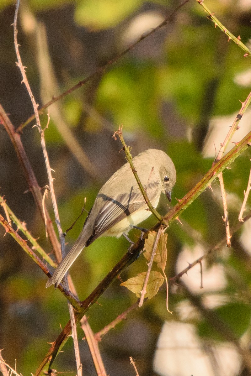 Eastern Phoebe - ML625164559