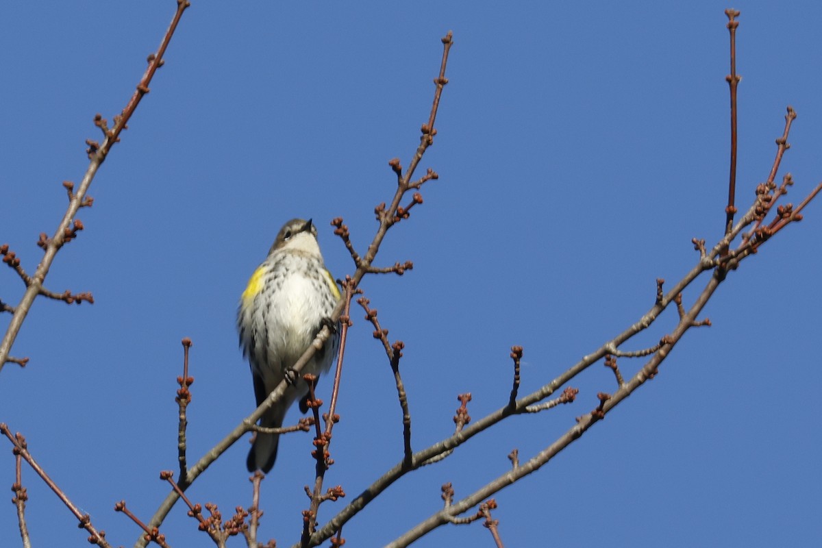 Yellow-rumped Warbler (Myrtle) - ML625164576