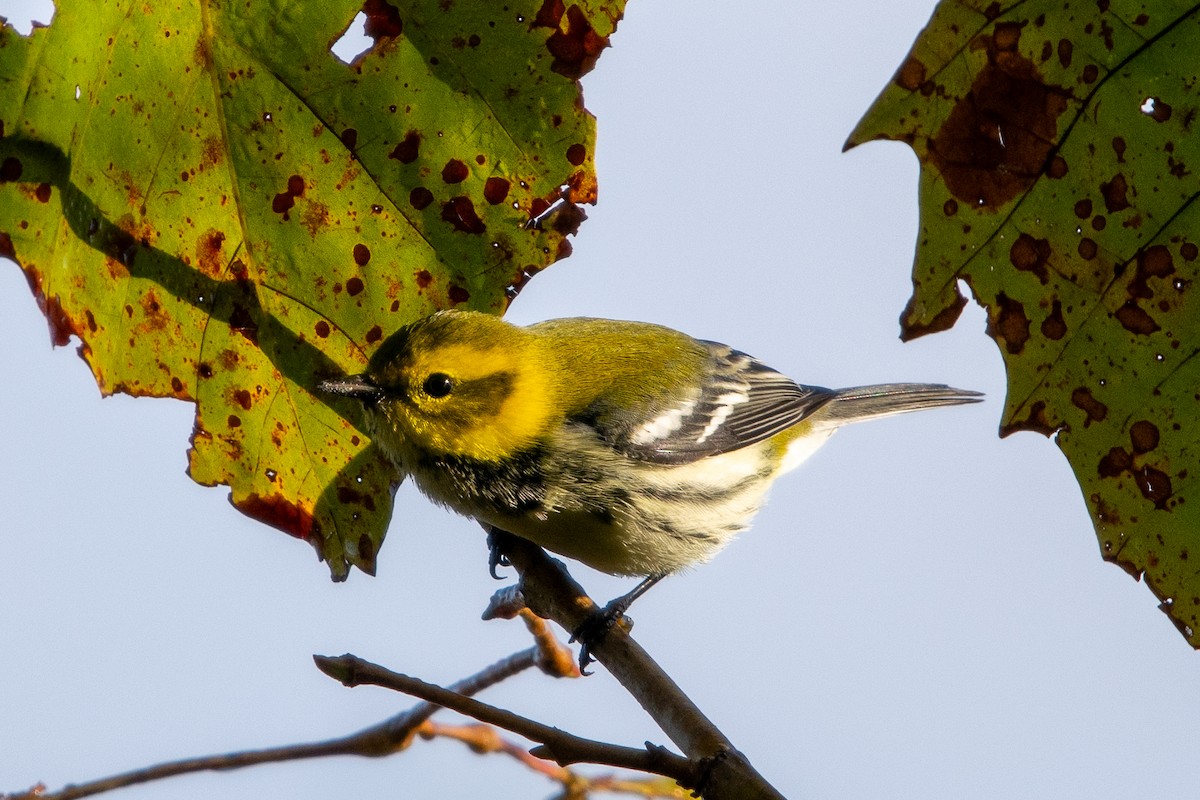 Black-throated Green Warbler - ML625164579