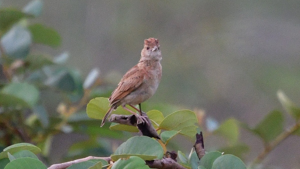 Plains Lark (Malbrant's) - ML625164667