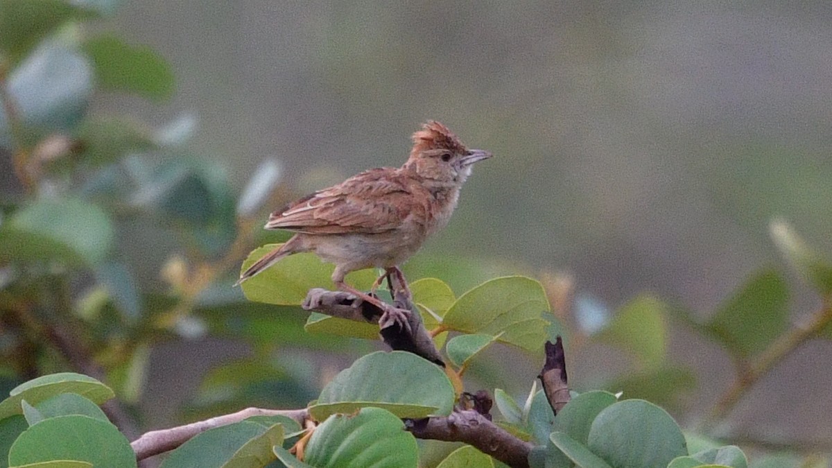 Plains Lark (Malbrant's) - ML625164671